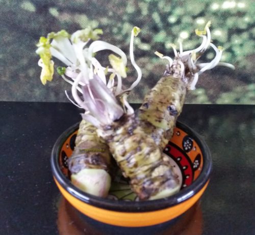 200 gram kleine wasabi rhizomen