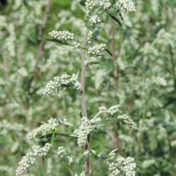 Artemisia vulgaris – Bijvoet