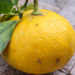 Bergamot citroen