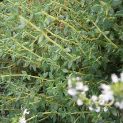 Thymus vulgaris – Keuken tijm, Tijm