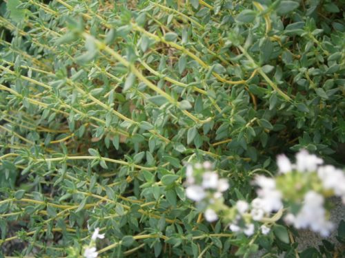 Thymus vulgaris – Keuken tijm, Tijm