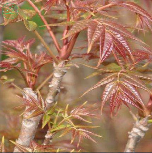 Toona sinensis - Chinese maggiboom, Franse-uiensoepboom, groenteboom, Xiang-chun-ya