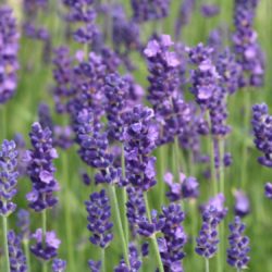 Lavendula angustifolia – Lavendel