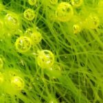 koudgeperste algen olie