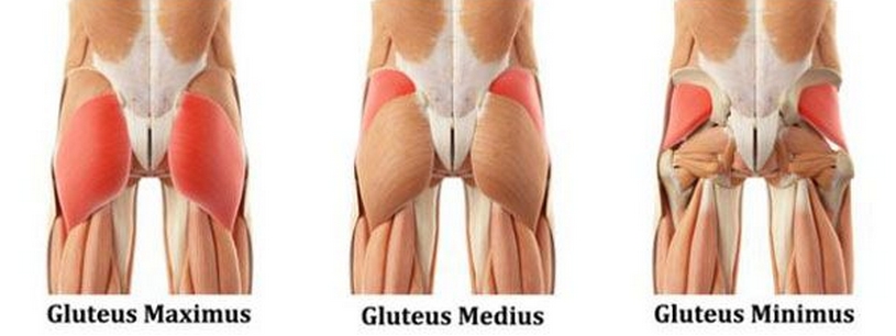 de bilspieren gluteus maximum, gluteus medius en gluteus minimus 