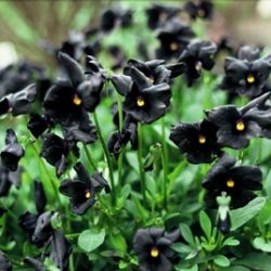 Viola cornuta 'Molly Sanderson', een zwarte viool die ideaal is om je salade mee te garneren. Of wat dacht je van ijs of bruidstaart?