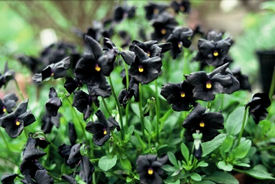 Viola cornuta 'Molly Sanderson', een zwarte viool die ideaal is om je salade mee te garneren. Of wat dacht je van ijs of bruidstaart?
