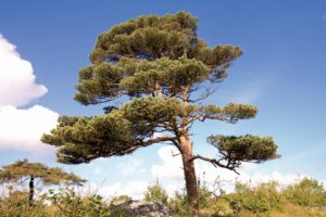 Grove Den - Pinus sylvestris