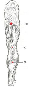 acupressuur blaas meridiaan op het been bij blaasontsteking 