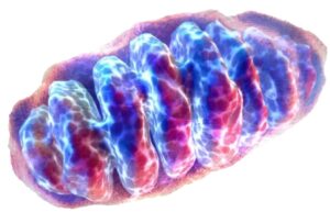 wat zijn mitochondriën